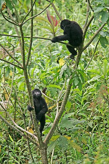 Mountain gorilla