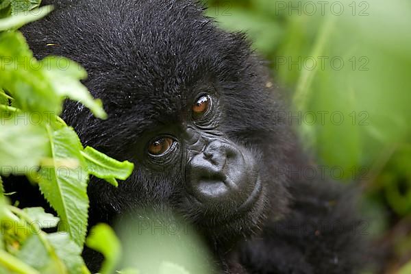 Mountain gorilla