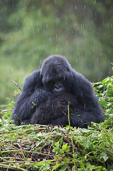 Mountain gorilla