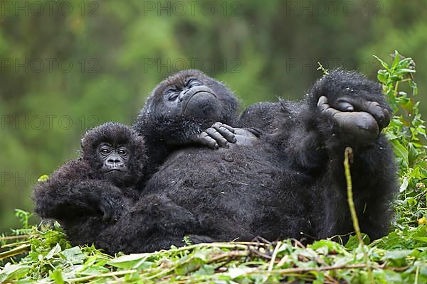 Mountain gorilla