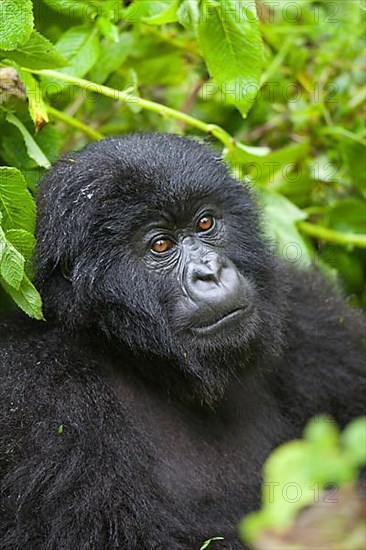 Mountain gorilla