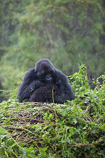 Mountain gorilla