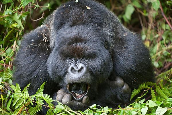 Mountain gorilla