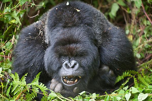 Mountain gorilla