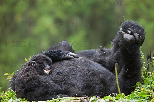 Mountain gorilla