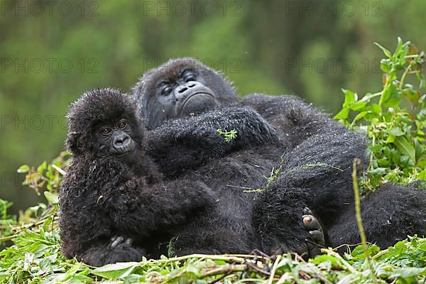 Mountain gorilla