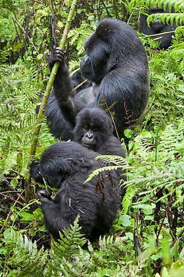 Mountain gorilla