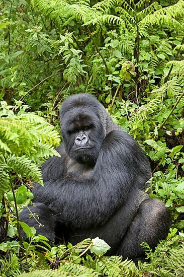 Mountain gorilla