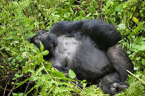 Mountain gorilla