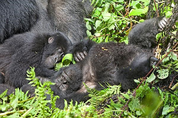 Mountain gorilla