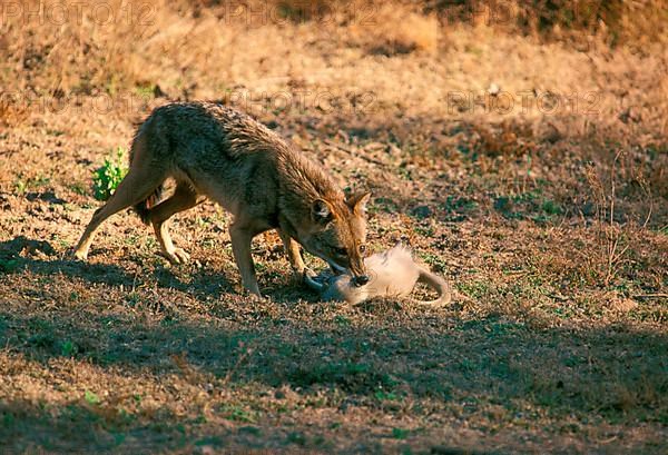 Golden jackal