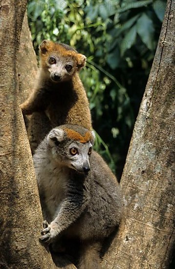 Crowned lemur