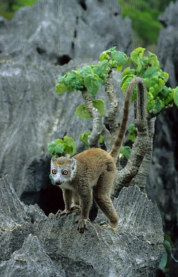 Crowned lemur