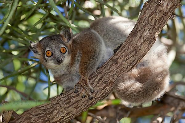 Adult white-footed sportive lemur