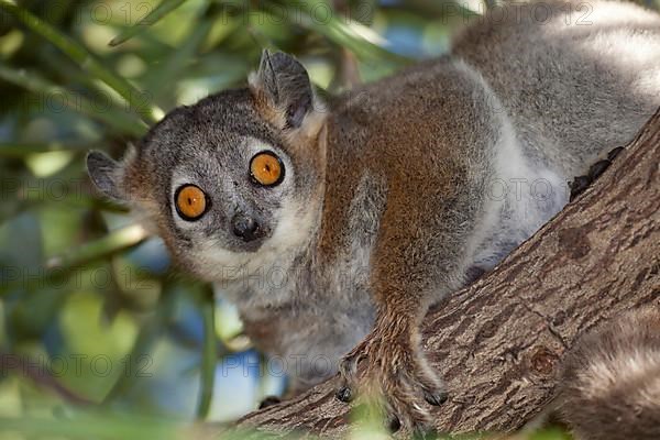 Adult white-footed sportive lemur