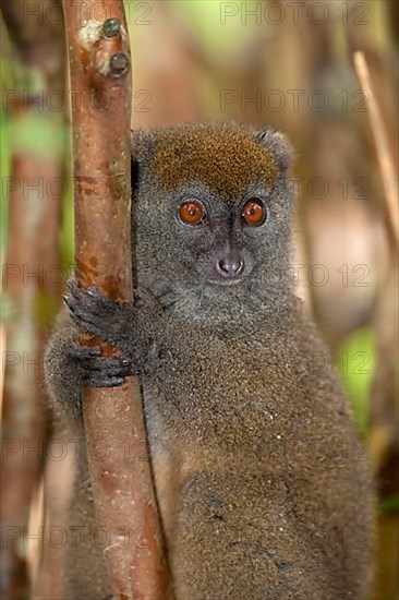 Eastern Bamboo Lemur