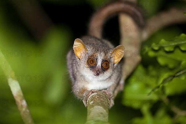 Gray mouse lemur