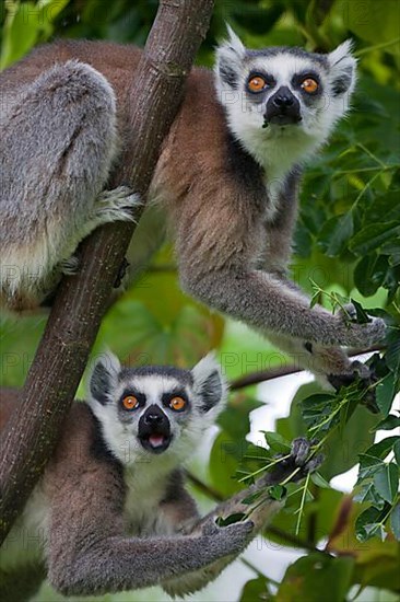 Ring-tailed lemur