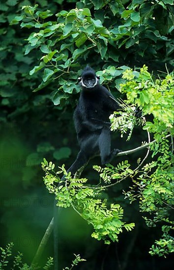 Laotian langur