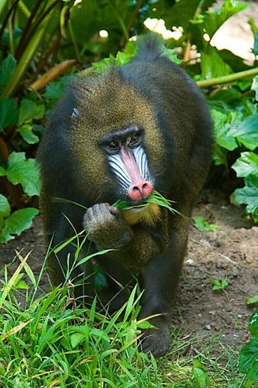 Mandrill