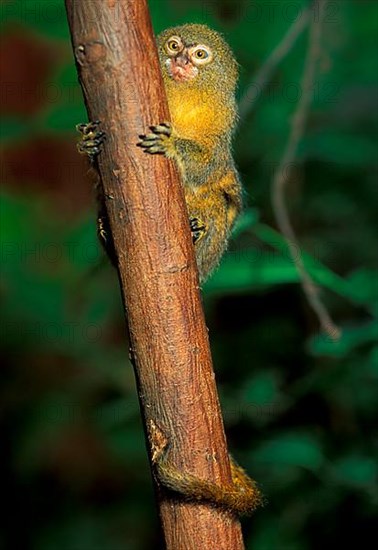 Pygmy marmoset