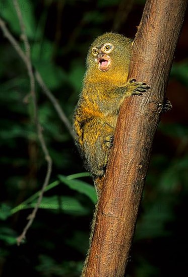 Pygmy marmoset