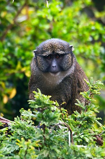 Allen's swamp monkey