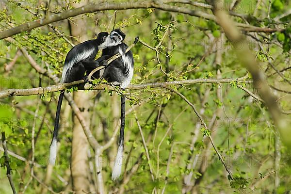 Western Guereza