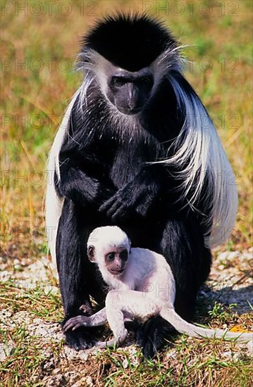 Angolan angola colobus