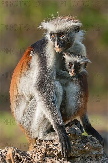 Zanzibar Red zanzibar red colobus