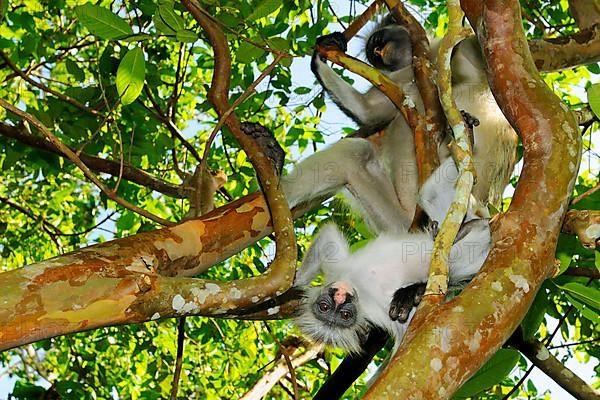 Zanzibar red zanzibar red colobus