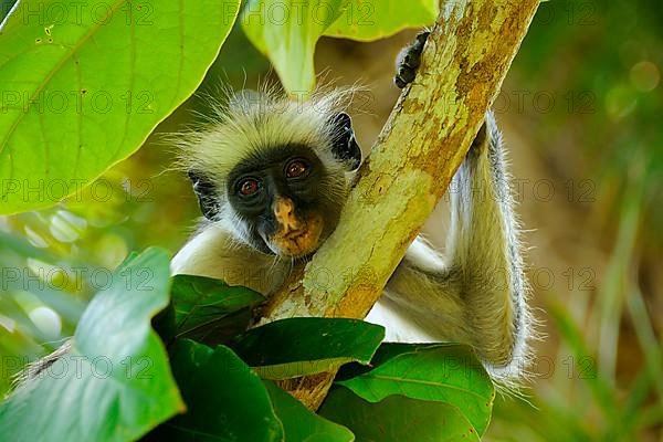 Zanzibar red zanzibar red colobus