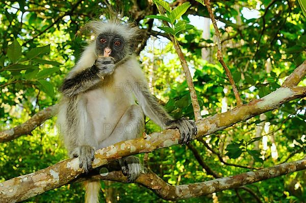 Zanzibar red zanzibar red colobus