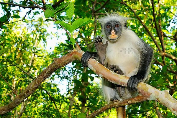 Zanzibar Red zanzibar red colobus