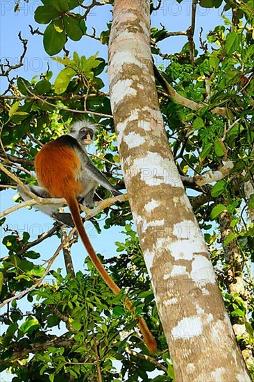 Zanzibar red zanzibar red colobus