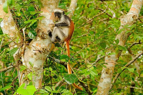 Zanzibar red zanzibar red colobus