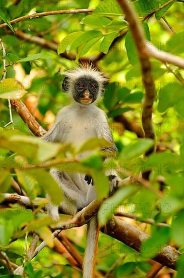 Zanzibar red zanzibar red colobus