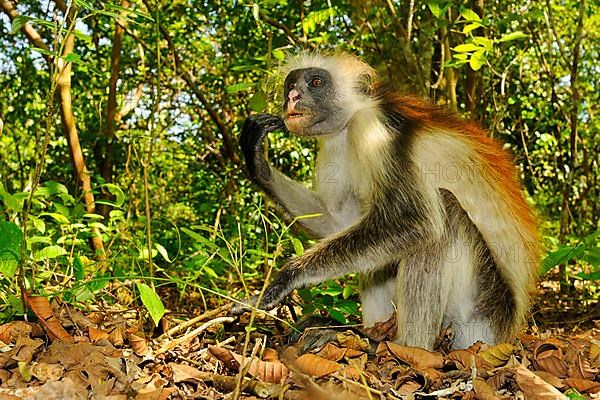 Zanzibar red zanzibar red colobus