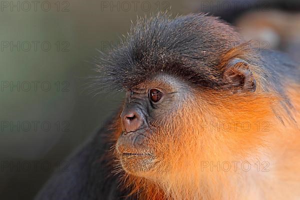 Western Red Colobus