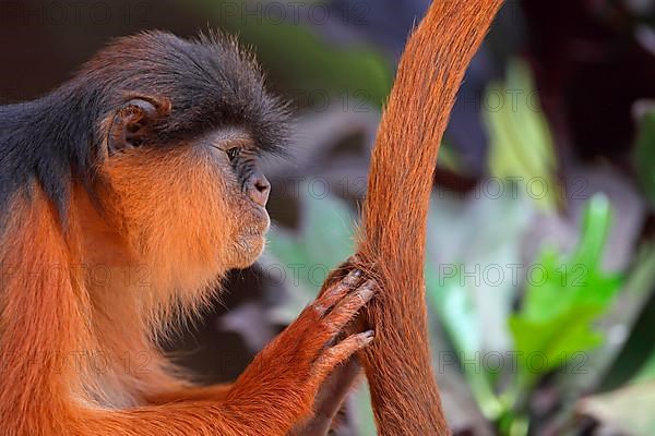 Western Red Colobus