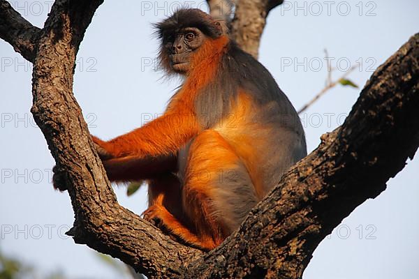 Western red colobus