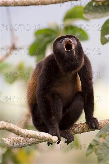 Mantled howlers