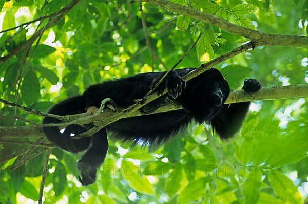 Guatemalan black howlers