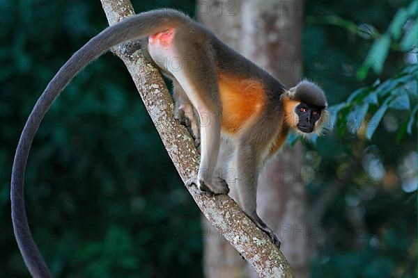 Capped Langur