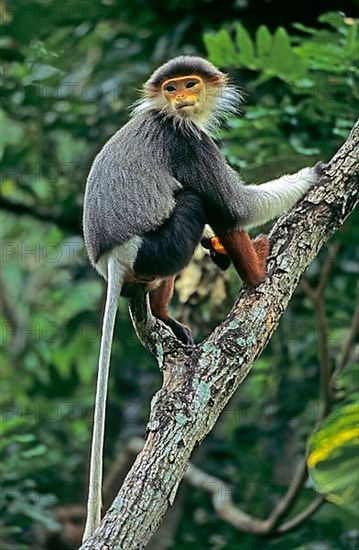 Red Shanked Douc Langur