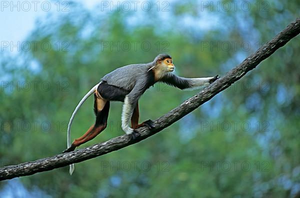 Red Shanked Douc Langur