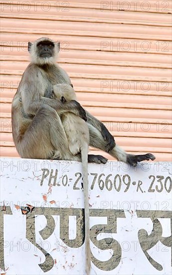 Common northern plains gray langur