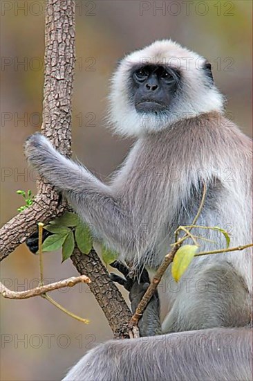 Common Langur