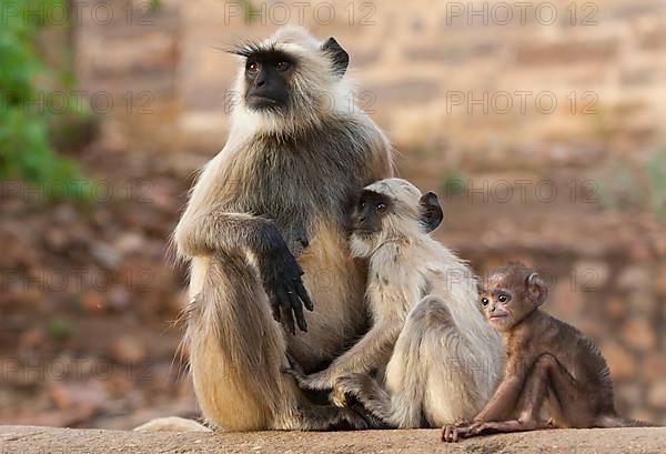 Common northern plains gray langur