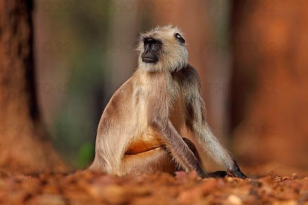 Northern Plains Grey Langur